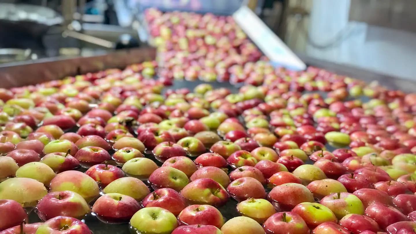 Annapolis Cider Company apple washing