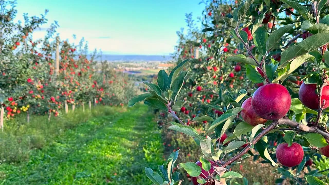 Annapolis Cider Company Orchard