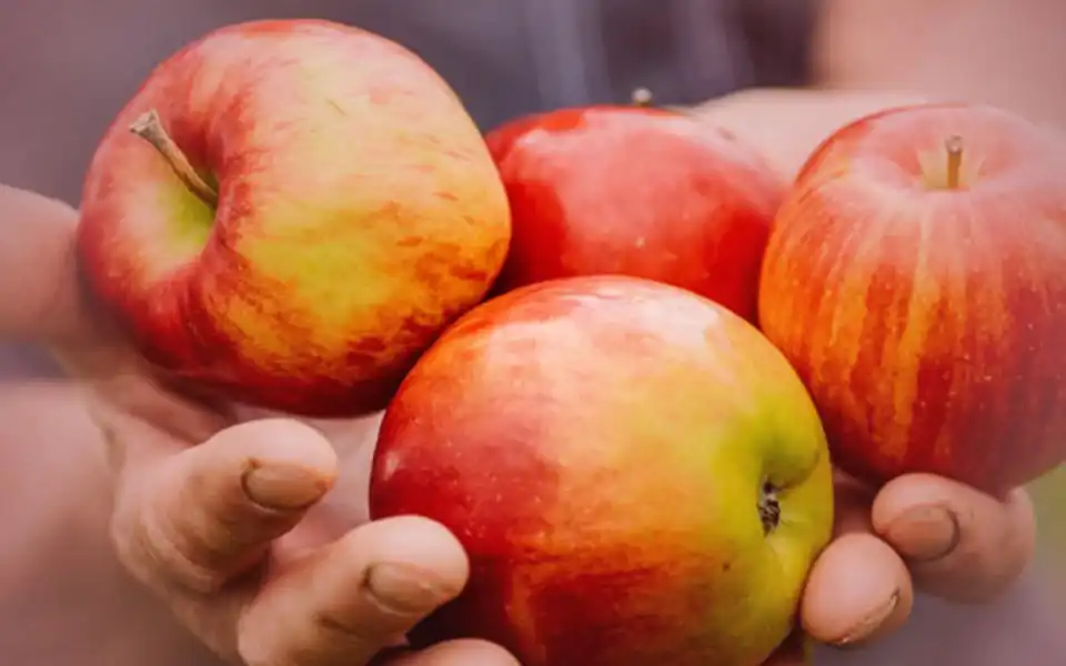 Man holding freshly picked apples in an orchard, ready for cider production