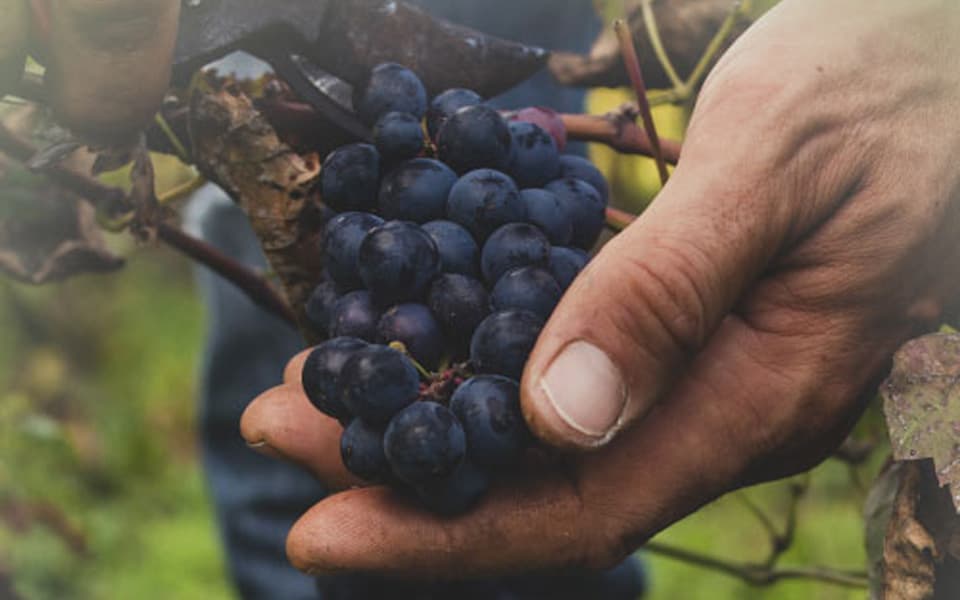 Man in a vineyard holding grapes in their hand